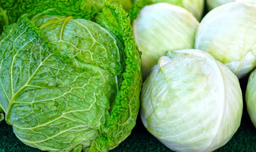 Kohl geschmort mit Hackfleisch